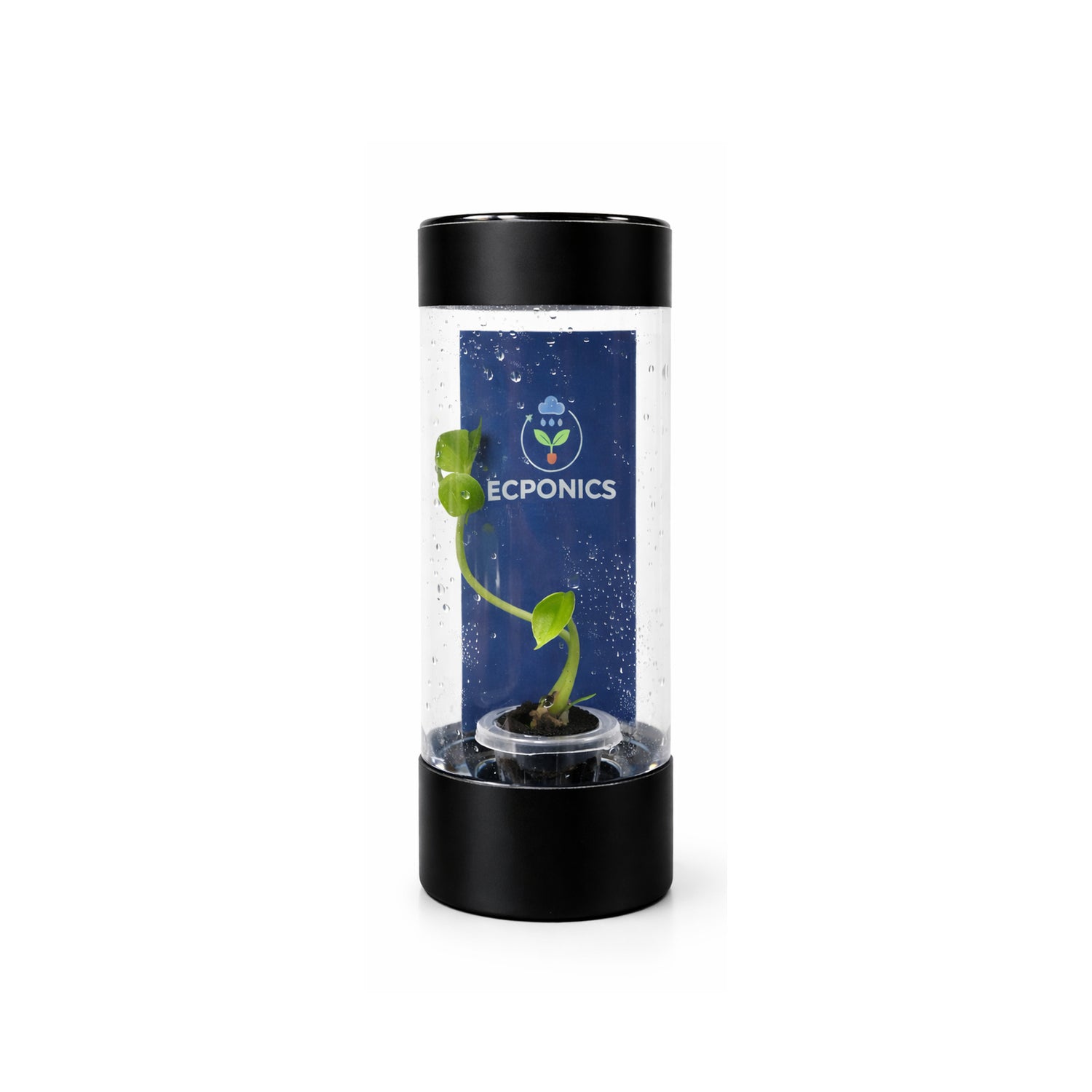 Alocasia Bisma Hard Leaf in ECPonics Capsule SE