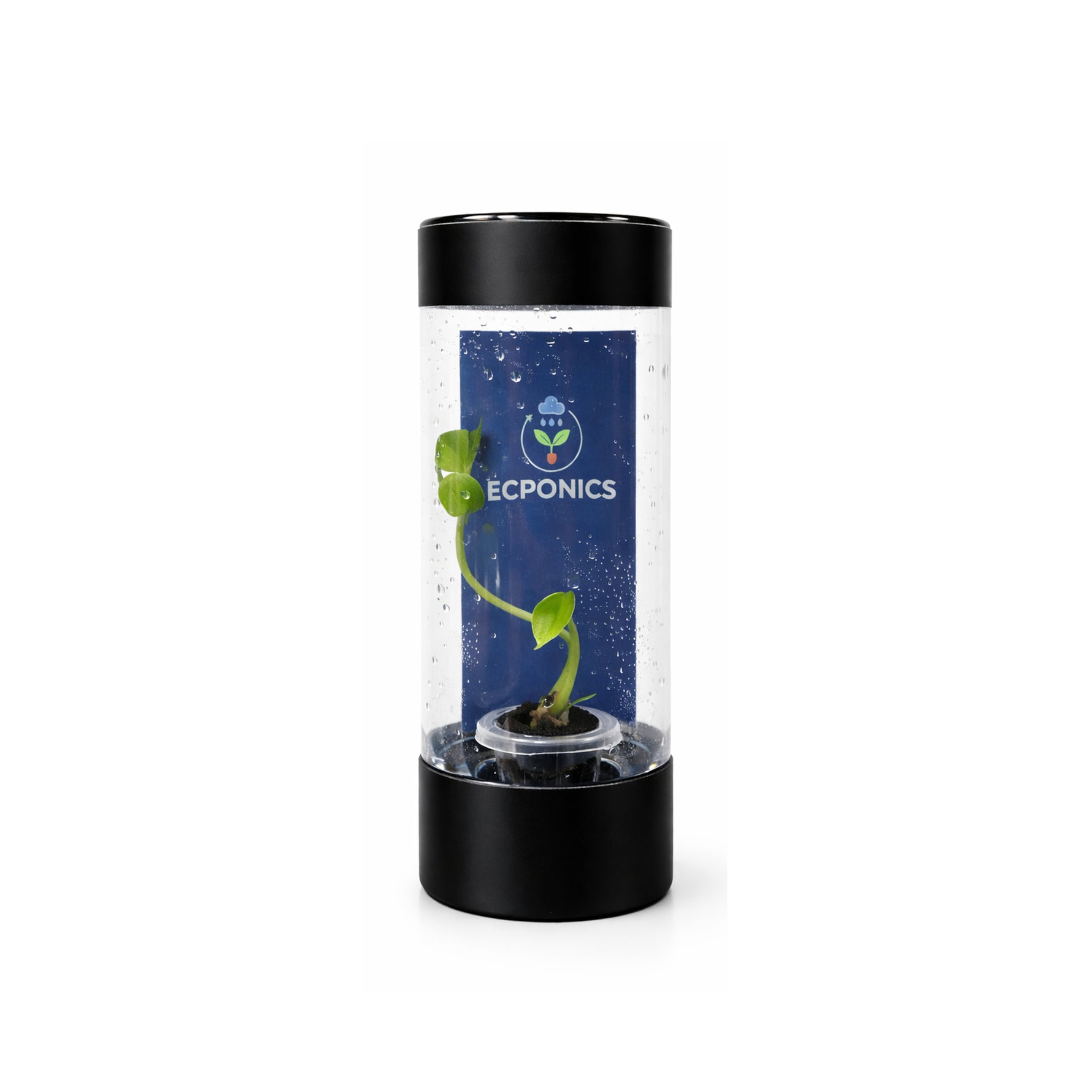 Alocasia Bisma Hard Leaf in ECPonics Capsule SE