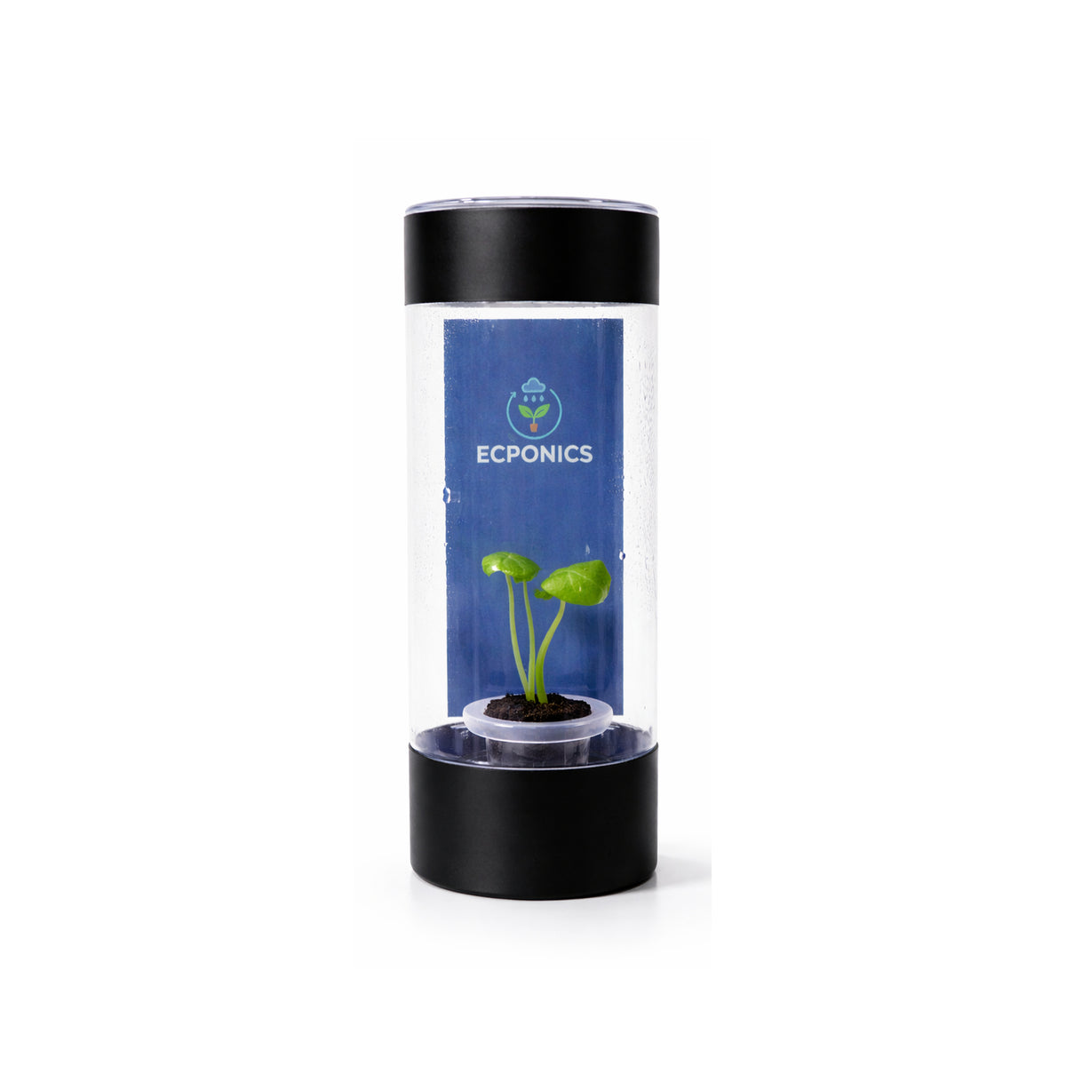 Alocasia Mint Elephant Ear in ECPonics Capsule SE
