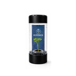 Amydrium Medium Variegated in ECPonics Capsule SE
