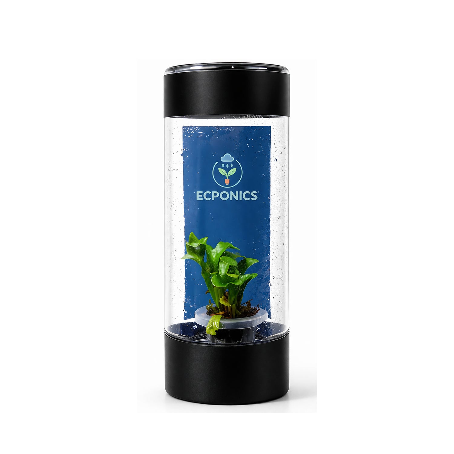 Asplenium Scolopendrium Cristatum Fern in ECPonics Capsule SE