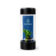 Asplenium Scolopendrium Cristatum Fern in ECPonics Capsule SE