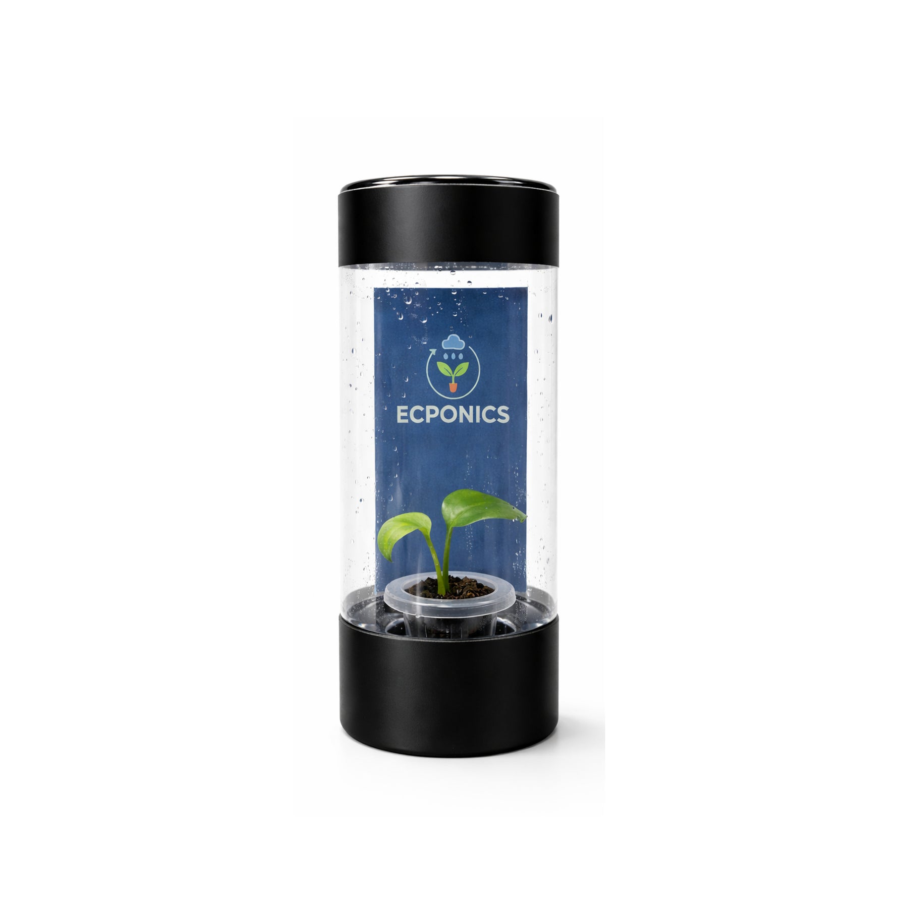 Monstera Esqueleto Swiss Cheese in ECPonics Capsule SE