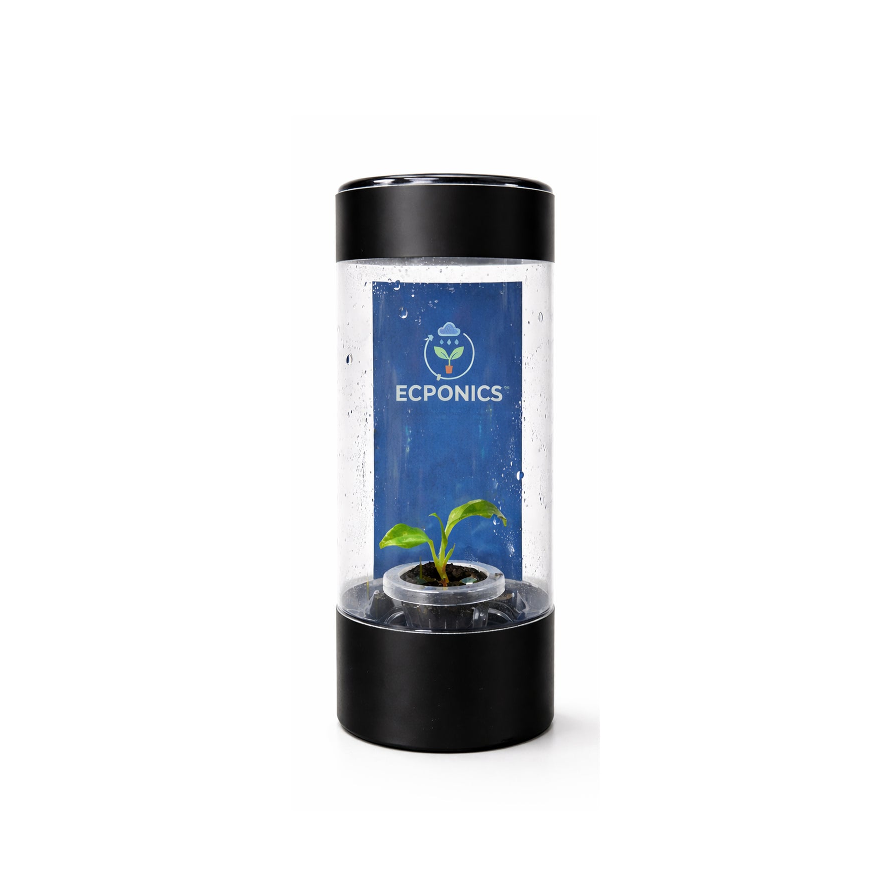 Philodendron Colombia in ECPonics Capsule SE