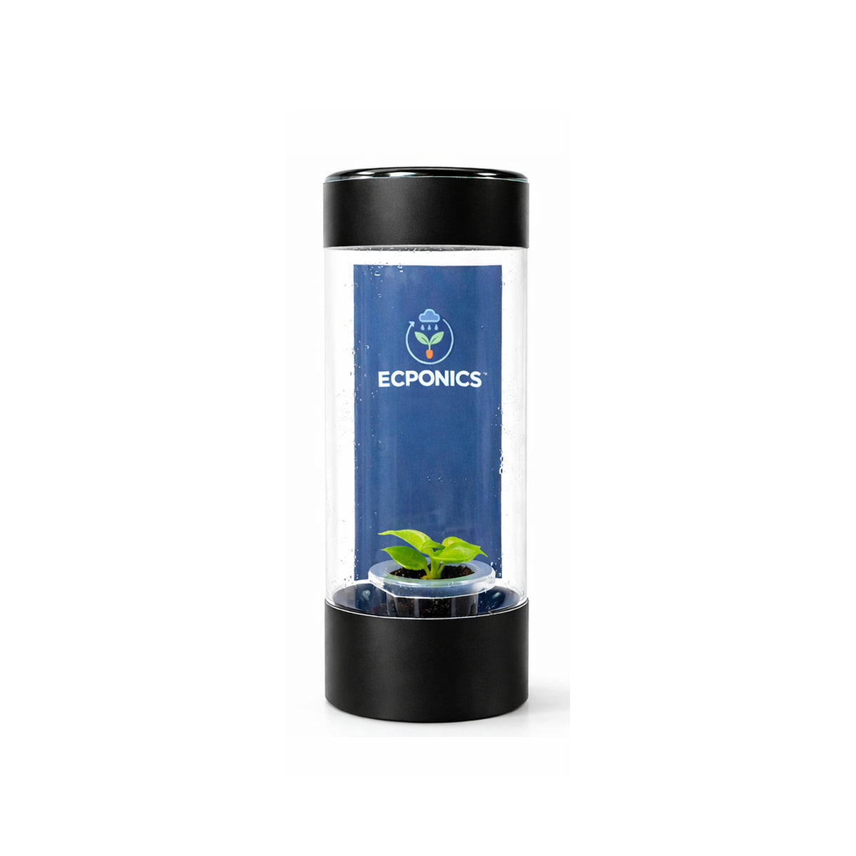 Philodendron Erubescens Moonlight in ECPonics Capsule SE