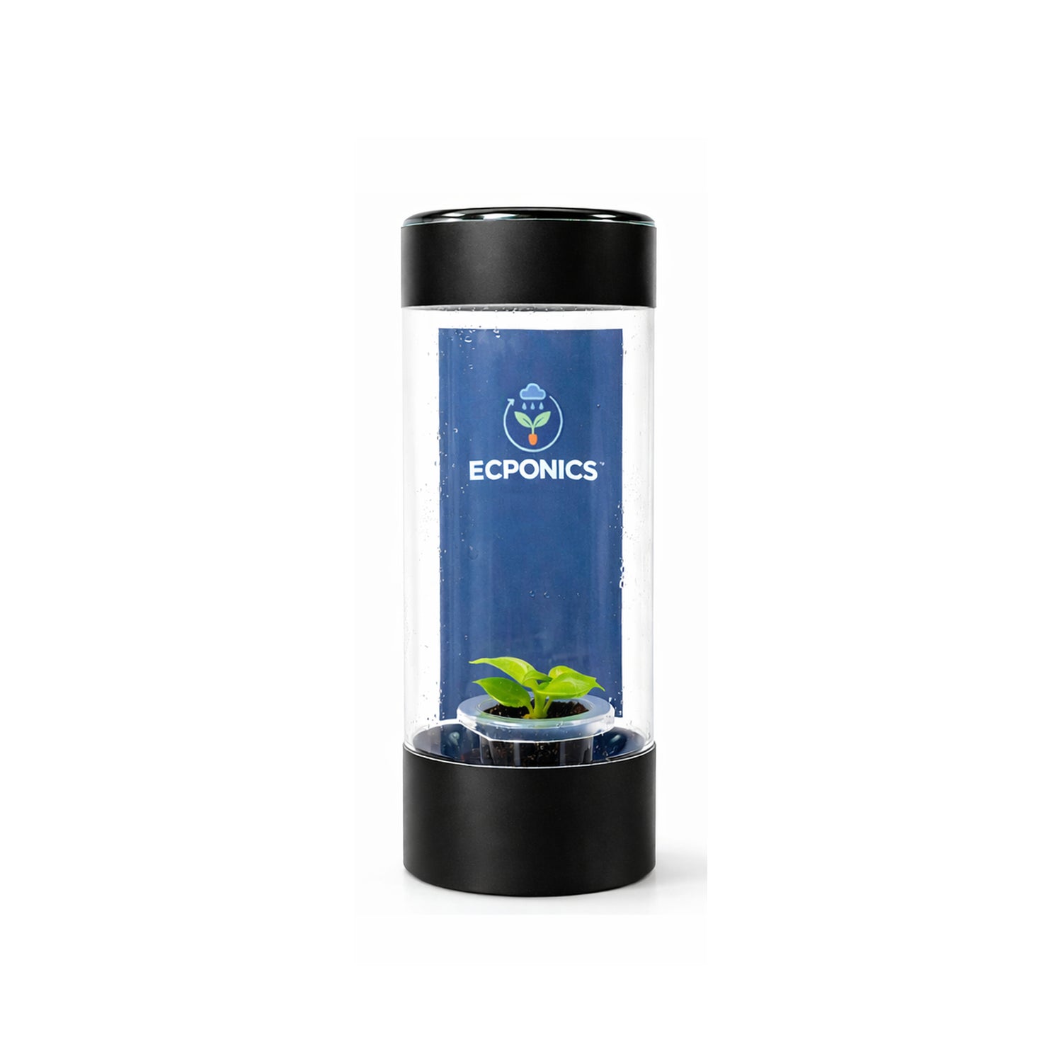 Philodendron Erubescens Moonlight in ECPonics Capsule SE