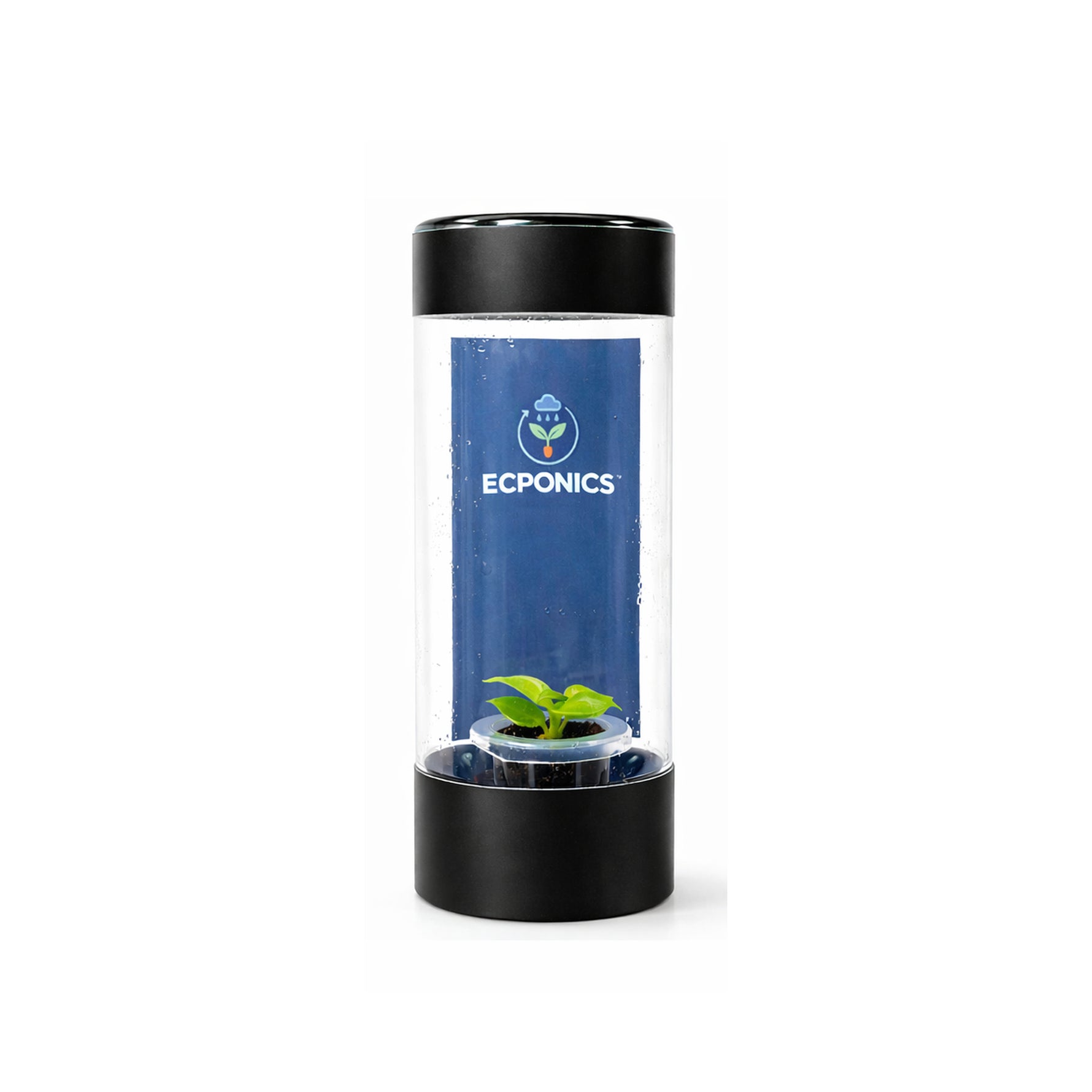 Philodendron Erubescens Moonlight in ECPonics Capsule SE