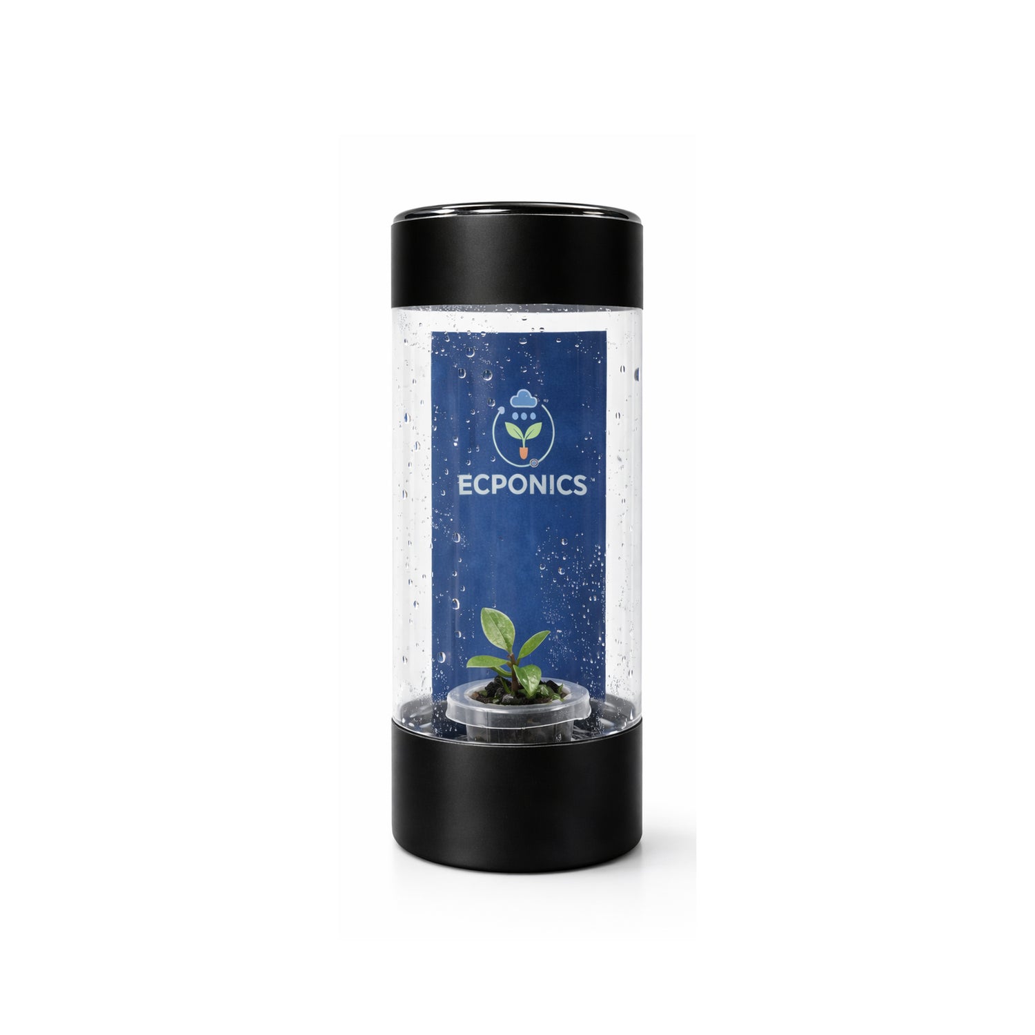 Philodendron Mini Black Cardinal in ECPonics Capsule SE