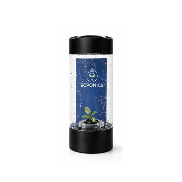 Philodendron Mini Black Cardinal - Starter Plant in ECPonics Capsule (Compact, Easy Care)
