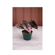 Rare Alocasia Azlanii Variegated - Starter Plant in ECPonics Capsule (No Shock, Easy Grow)