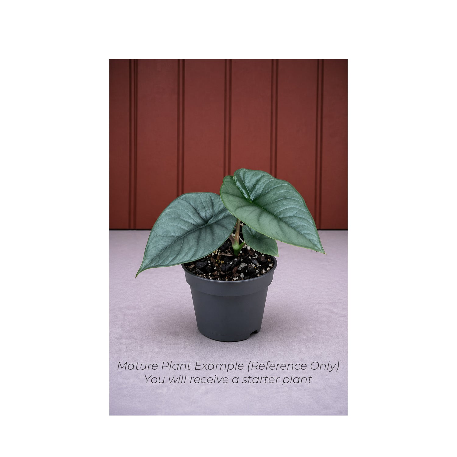 Alocasia Bisma Hard Leaf - Starter Plant in ECPonics Capsule (Beginner Friendly, Low Shock)