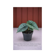 Alocasia Bisma Hard Leaf - Starter Plant in ECPonics Capsule (Beginner Friendly, Low Shock)