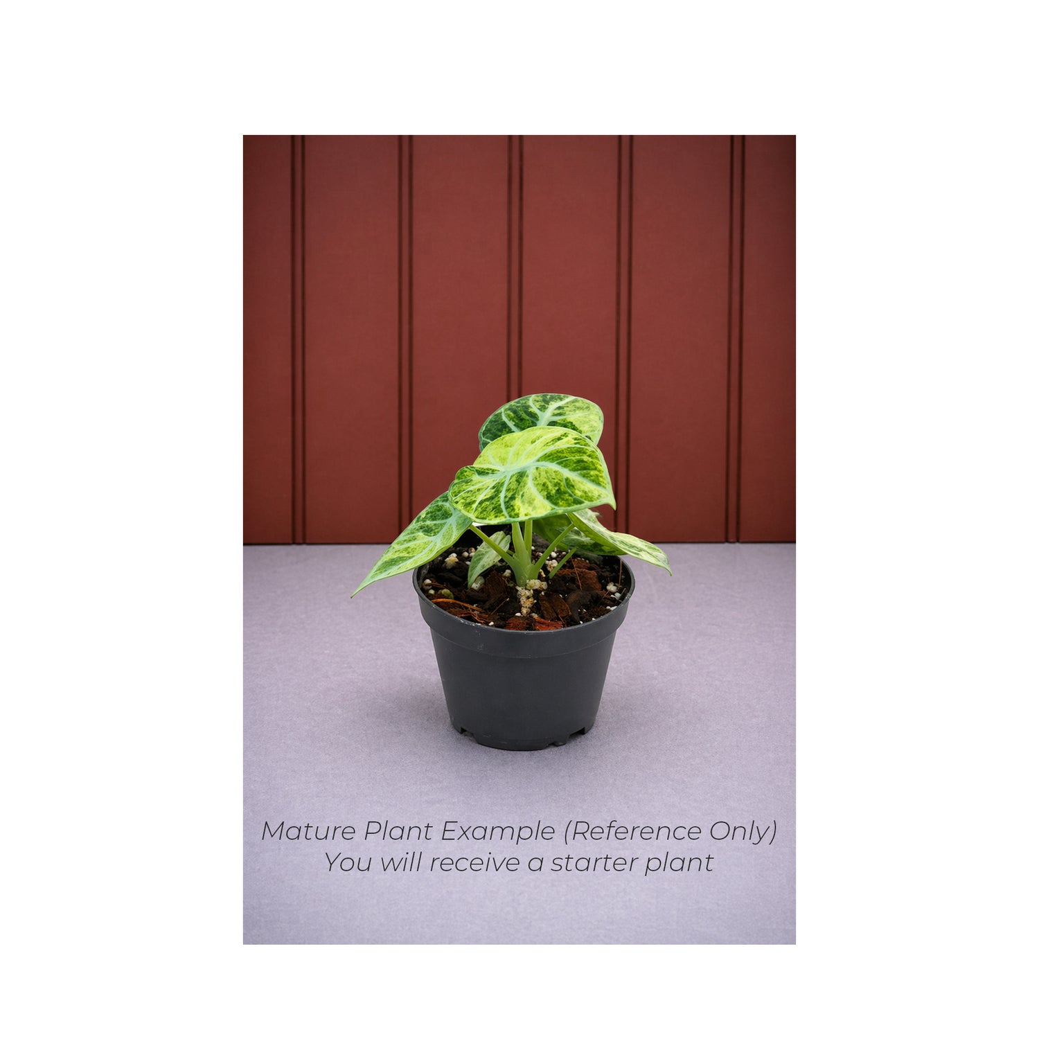 Rare Alocasia Ninja Tricolor - Starter Plant in ECPonics Capsule (No Shock, Beginner Safe)
