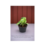 Rare Alocasia Ninja Tricolor - Starter Plant in ECPonics Capsule (No Shock, Beginner Safe)