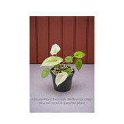 Rare Alocasia 'Mint Elephant Ear' - Starter Plant in ECPonics Capsule (Stable, Easy Care)