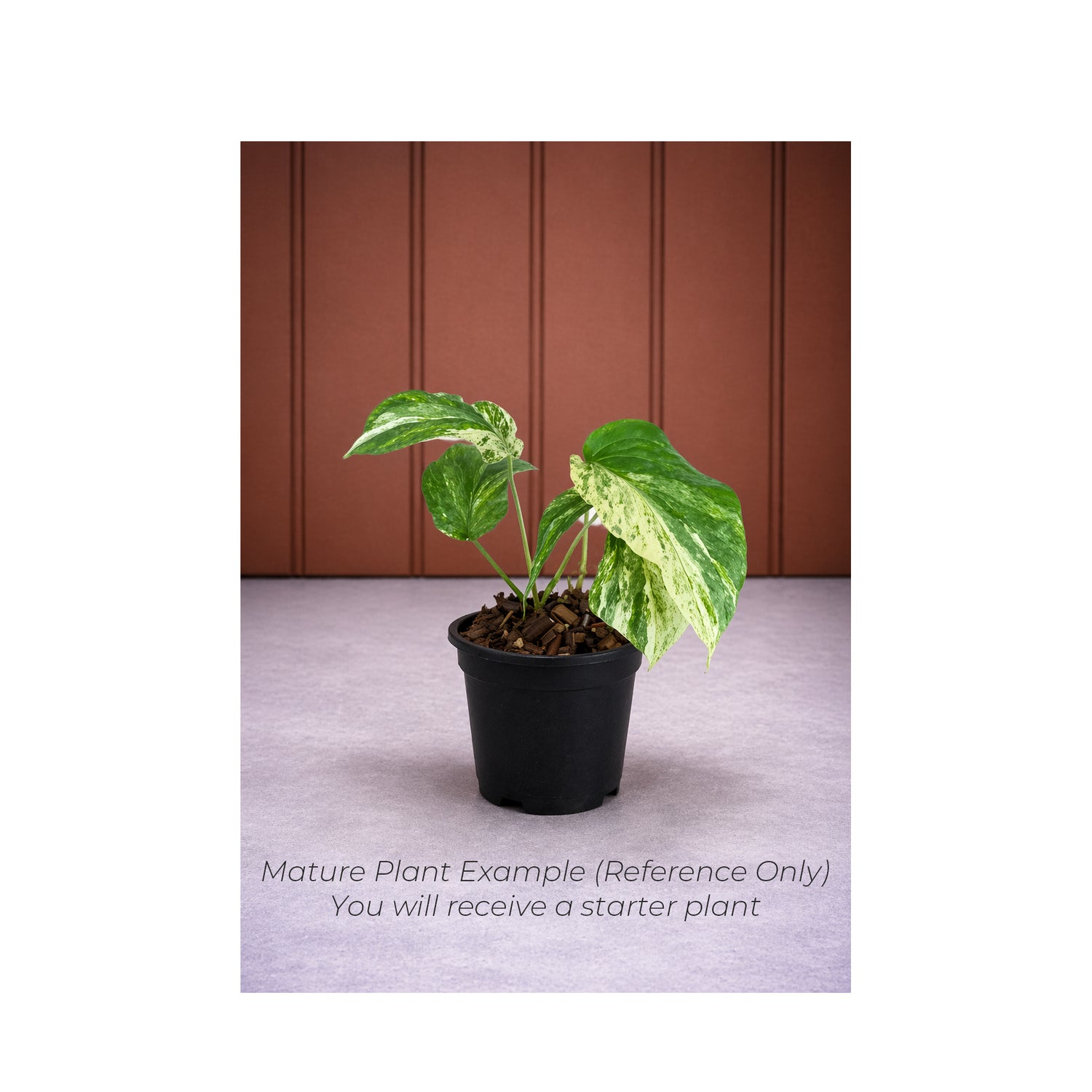 Amydrium Medium Variegated - Starter Plant in ECPonics Capsule (Easy Transition, Low Stress)