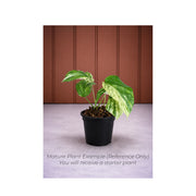 Amydrium Medium Variegated - Starter Plant in ECPonics Capsule (Easy Transition, Low Stress)