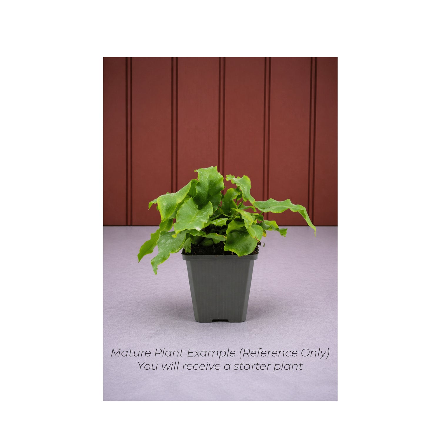 Asplenium Cristatum Fern - Starter Plant in ECPonics Capsule (Humidity Stable, Easy Grow)