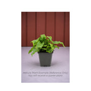 Asplenium Cristatum Fern - Starter Plant in ECPonics Capsule (Humidity Stable, Easy Grow)