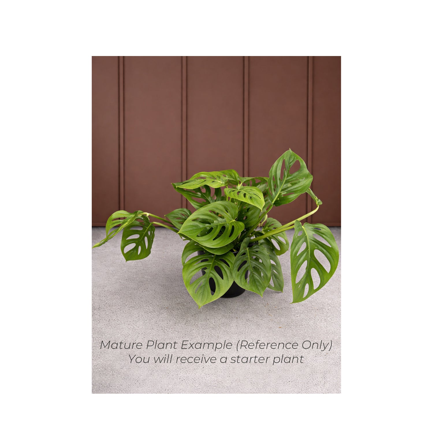 Monstera Esqueleto - Starter Plant in ECPonics Capsule (Easy Grow, No Shock)