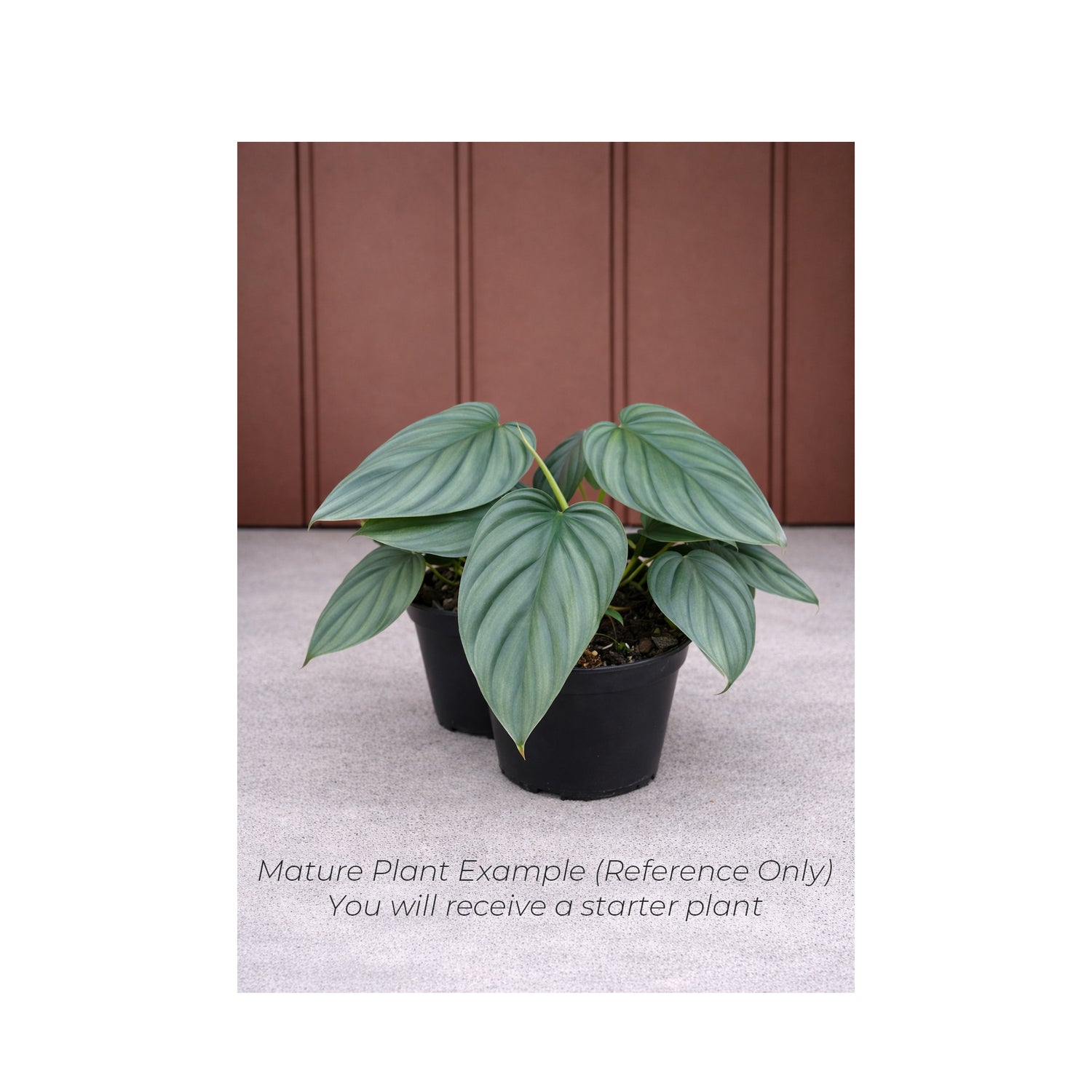 Philodendron Colombia - Starter Plant in ECPonics Capsule (Stable Roots, Easy Care)