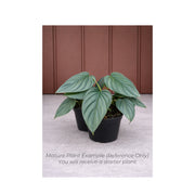Philodendron Colombia - Starter Plant in ECPonics Capsule (Stable Roots, Easy Care)