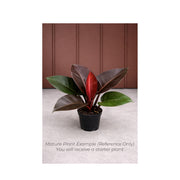 Philodendron Mini Black Cardinal - Starter Plant in ECPonics Capsule (Compact, Easy Care)