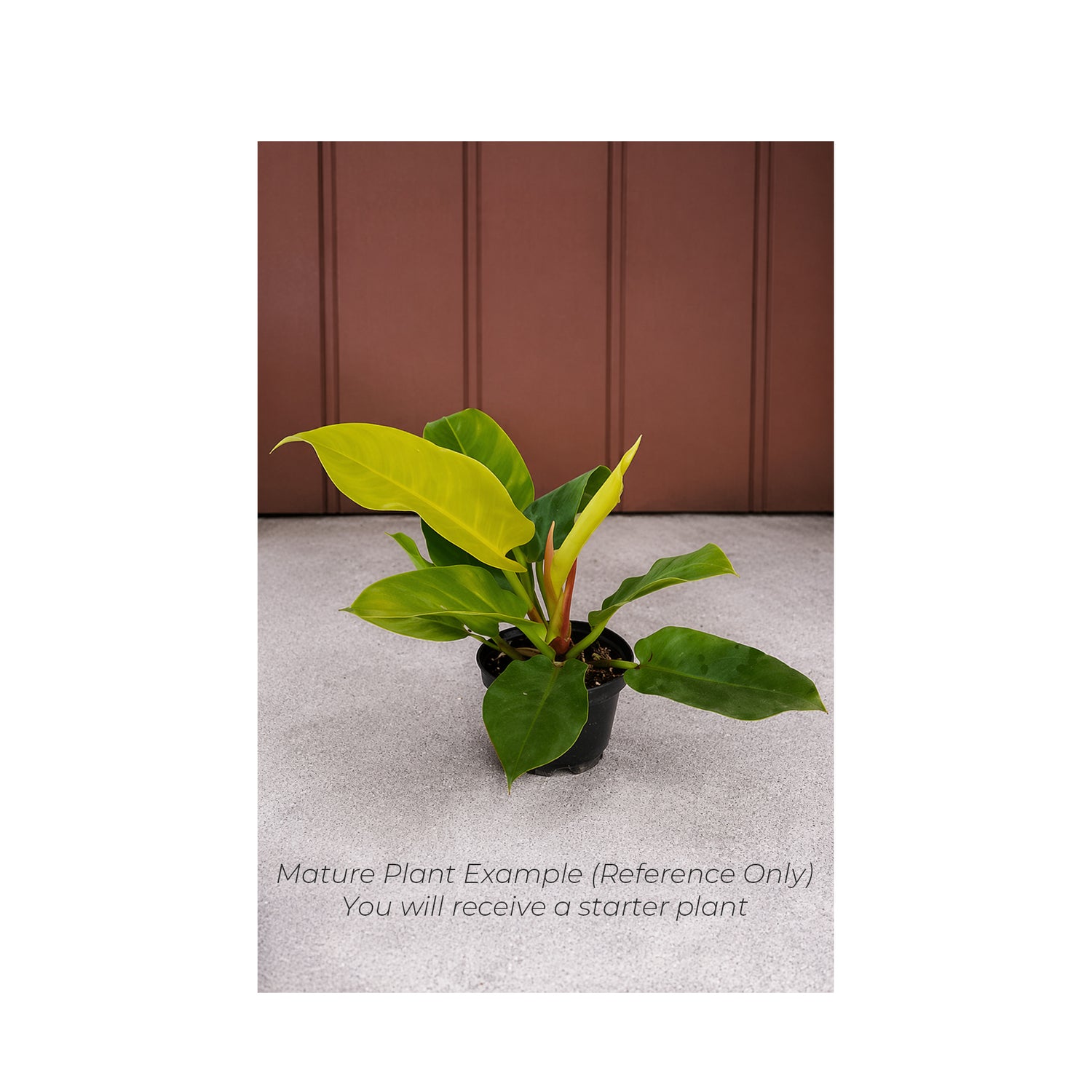 Philodendron Moonlight - Starter Plant in ECPonics Capsule (Bright Lime Leaves, Easy Grow)