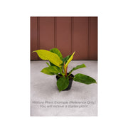 Philodendron Moonlight - Starter Plant in ECPonics Capsule (Bright Lime Leaves, Easy Grow)