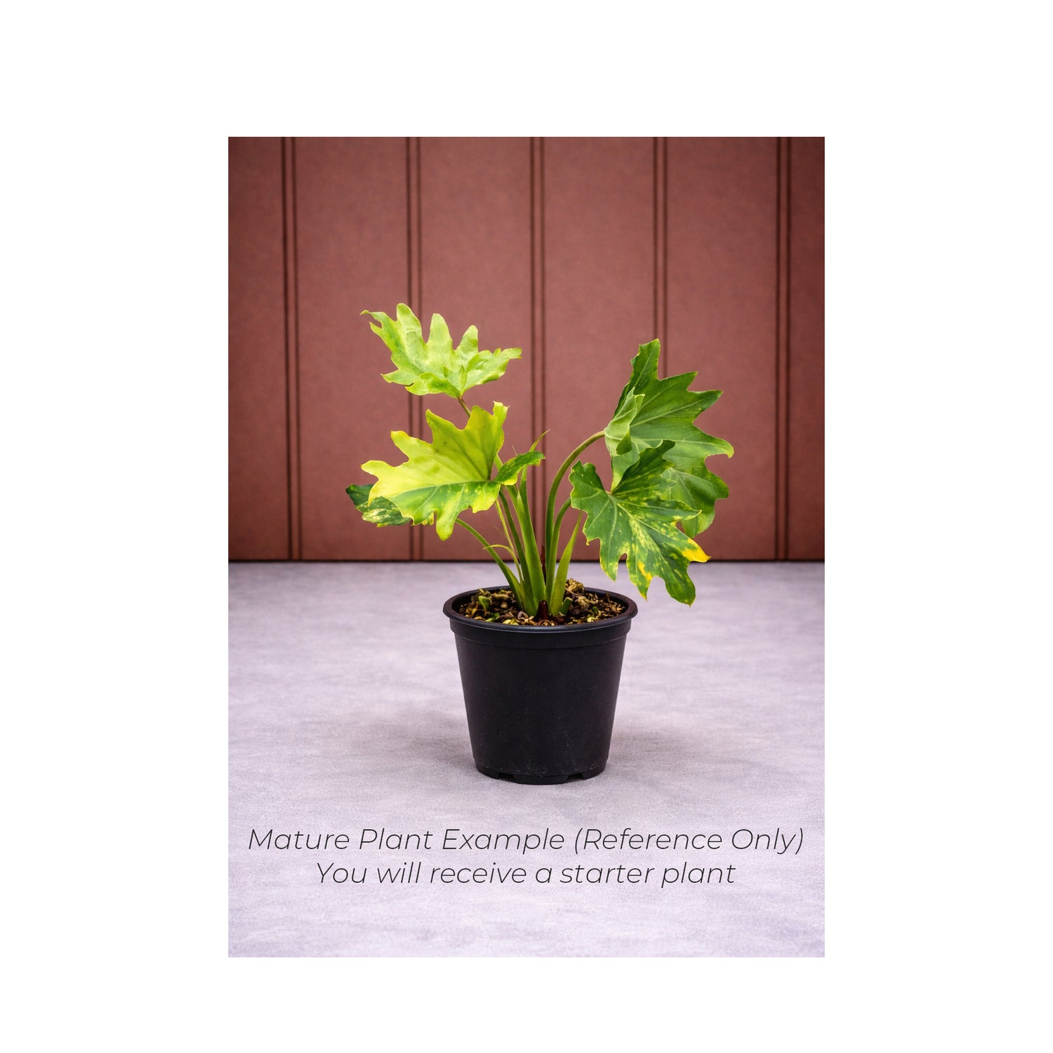 Philodendron Selloum Variegated - Starter Plant in ECPonics Capsule (No Shock, Rare Look)