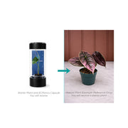 Rare Alocasia Azlanii Variegated - Starter Plant in ECPonics Capsule (No Shock, Easy Grow)