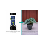 Alocasia Bisma Hard Leaf - Starter Plant in ECPonics Capsule (Beginner Friendly, Low Shock)