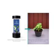 Rare Alocasia Ninja Tricolor - Starter Plant in ECPonics Capsule (No Shock, Beginner Safe)