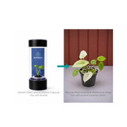 Rare Alocasia 'Mint Elephant Ear' - Starter Plant in ECPonics Capsule (Stable, Easy Care)