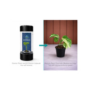 Amydrium Medium Variegated - Starter Plant in ECPonics Capsule (Easy Transition, Low Stress)