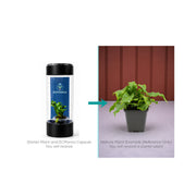 Asplenium Cristatum Fern - Starter Plant in ECPonics Capsule (Humidity Stable, Easy Grow)