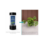 Monstera Esqueleto - Starter Plant in ECPonics Capsule (Easy Grow, No Shock)