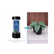 Philodendron Colombia - Starter Plant in ECPonics Capsule (Stable Roots, Easy Care)