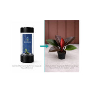 Philodendron Mini Black Cardinal - Starter Plant in ECPonics Capsule (Compact, Easy Care)