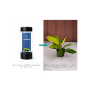 Philodendron Moonlight - Starter Plant in ECPonics Capsule (Bright Lime Leaves, Easy Grow)