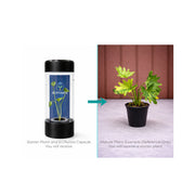 Philodendron Selloum Variegated - Starter Plant in ECPonics Capsule (No Shock, Rare Look)